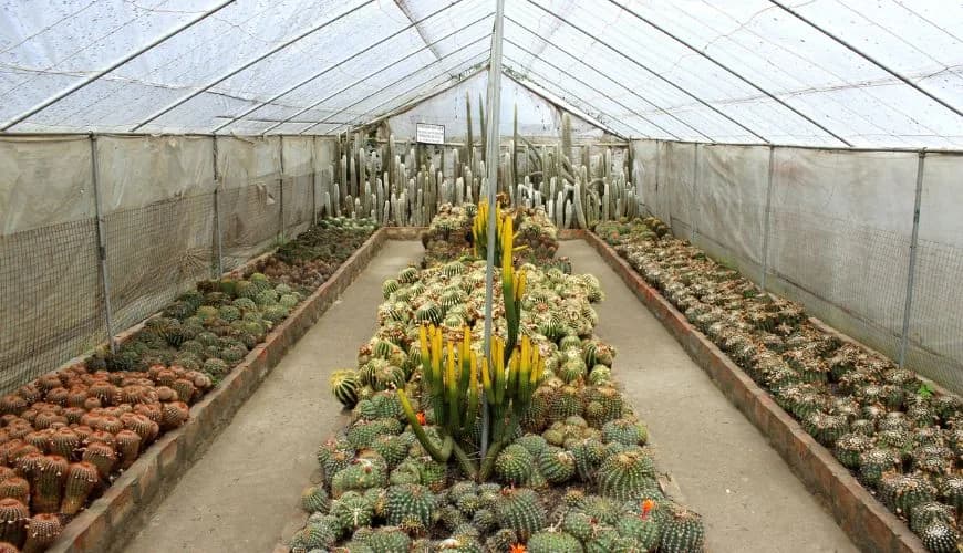 Visit the famous nurseries in Kalimpong