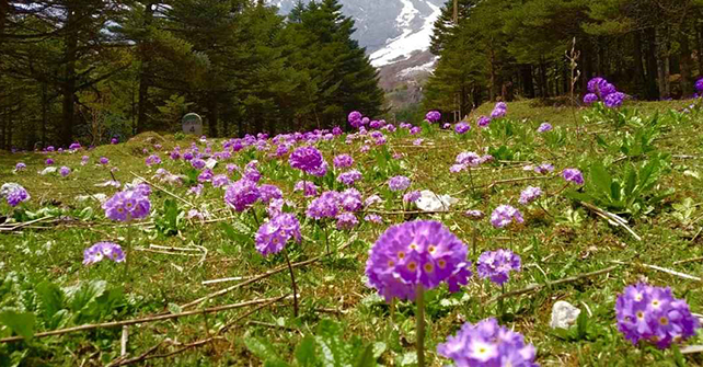 Yumthang Valley or Sikkim Valley of Flowers sanctuary