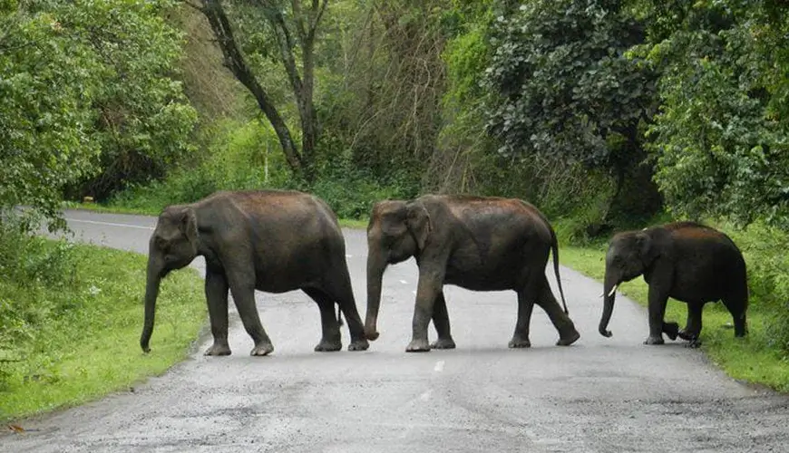 Experience the Elephant Safari at Gorumara