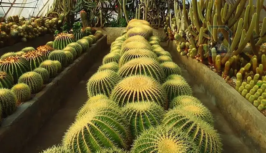 Visit the famous nurseries in Kalimpong