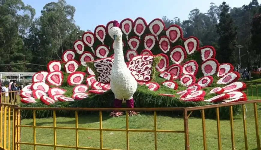 A riot of colours at the Ooty Flower Show